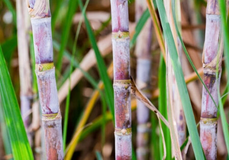 sugarcane