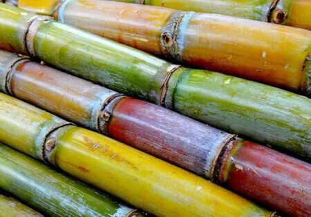 sugarcane-pic